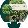 Alchemilla alpina Pot 9 cm