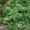 Alchemilla alpina Pot 9 cm