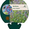 Anchusa azurea 'Dropmore' Pot 9 cm