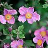 Anemone hyb. 'Bowles' Pink' Pot 9 cm