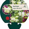 Aquilegia v. 'White Barlow' Pot 9 cm