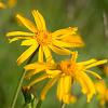 Arnica montana Pot 9 cm