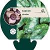 Asarum splendens Pot 9 cm