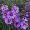 Aster (D) Alpha Dark Purple Launch Pot 9 cm