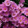 Aster amellus 'Rosa Erfüllung' Pot 9 cm