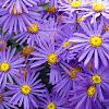 Aster amellus 'Veilchenkönigin' Pot 9 cm
