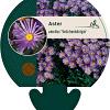 Aster amellus 'Veilchenkönigin' Pot 9 cm