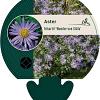 Aster frikartii 'Wunder von Stäfa' Pot 9 cm