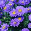 Aster n.-b. 'Violetta' Pot 9 cm