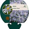 Aster sedifolius 'Nanus' Pot 9 cm