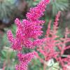 Astilbe (J) 'Mainz' Pot 9 cm