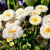 Bellis perennis Pot 9 cm
