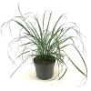 Calamagrostis brachytricha Pot 2 Liter