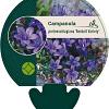 Campanula p. 'Resholt Variety' Pot 9 cm