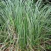 Carex panicea Pot 9 cm