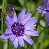 Catananche caerulea Pot 9 cm