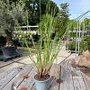 Cortaderia s. 'Pumila' Pot 2 Liter