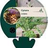 Cynara scolymus Pot 9 cm