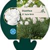 Dianthus (PL) 'Haytor White' Pot 9 cm