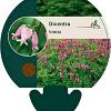 Dicentra formosa Pot 9 cm
