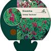Dicentra formosa 'Bacchanal' Pot 9 cm