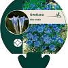 Gentiana sino-ornata Pot 9 cm