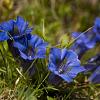 Gentiana sino-ornata Pot 9 cm