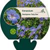 Geranium himalayense 'Baby Blue' Pot 9 cm