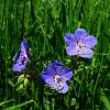 Geranium himalayense 'Baby Blue' Pot 9 cm