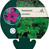 Geranium psilostemon Pot 9 cm