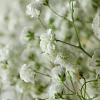Gypsophila pan. 'Bristol Fairy' Pot 9 cm