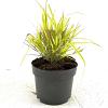 Hakonechloa macra 'Aureola' Pot 2 Liter