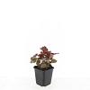 Heuchera m. 'Palace Purple' Pot 9 cm