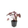 Heuchera m. 'Palace Purple' Pot 9 cm