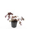 Heuchera m. 'Palace Purple' Pot 9 cm