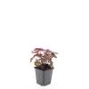 Heuchera m. 'Palace Purple' Pot 9 cm
