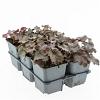 Heuchera m. 'Palace Purple' Pot 9 cm