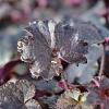 Heuchera m. 'Palace Purple' Pot 9 cm