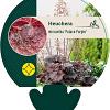 Heuchera m. 'Palace Purple' Pot 9 cm