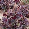 Heuchera m. 'Palace Purple' Pot 9 cm