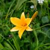 Hemerocallis dumortieri Pot 9 cm