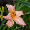 Hemerocallis 'Luxury Lace' Pot 9 cm