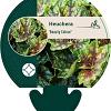 Heuchera 'Beauty Colour' Pot 9 cm