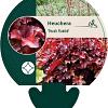 Heuchera 'Peach Flambé' Pot 9 cm