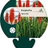 Kniphofia 'Nancy Red' Pot 9 cm