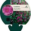 Lavatera 'Burgundy Wine' Pot 9 cm