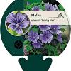 Malva sylvestris 'Primley Blue' Pot 9 cm