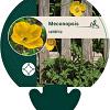 Papaver cambricum Pot 9 cm