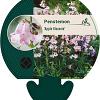Penstemon 'Apple Blossom' Pot 9 cm