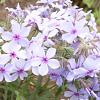 Phlox div. 'Chattahoochee' Pot 9 cm